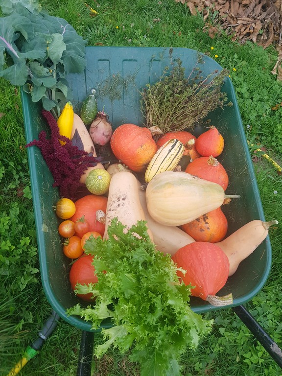 Un lieu de permaculture 1 Permaculture Recolte d automne